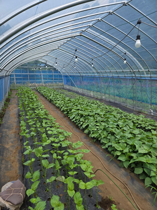 【無農薬】エゴマの葉 30枚|農家直送・新鮮発送