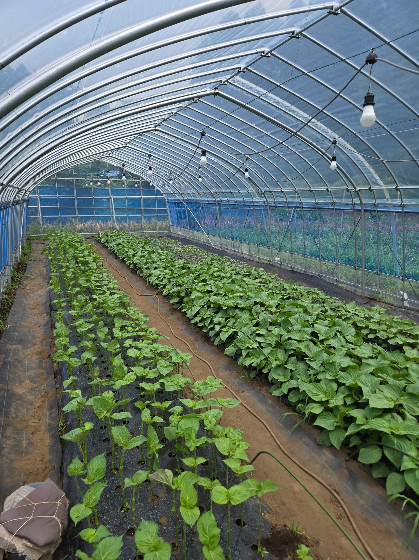 【無農薬・大容量】エゴマの葉 100枚｜農家直送・新鮮便